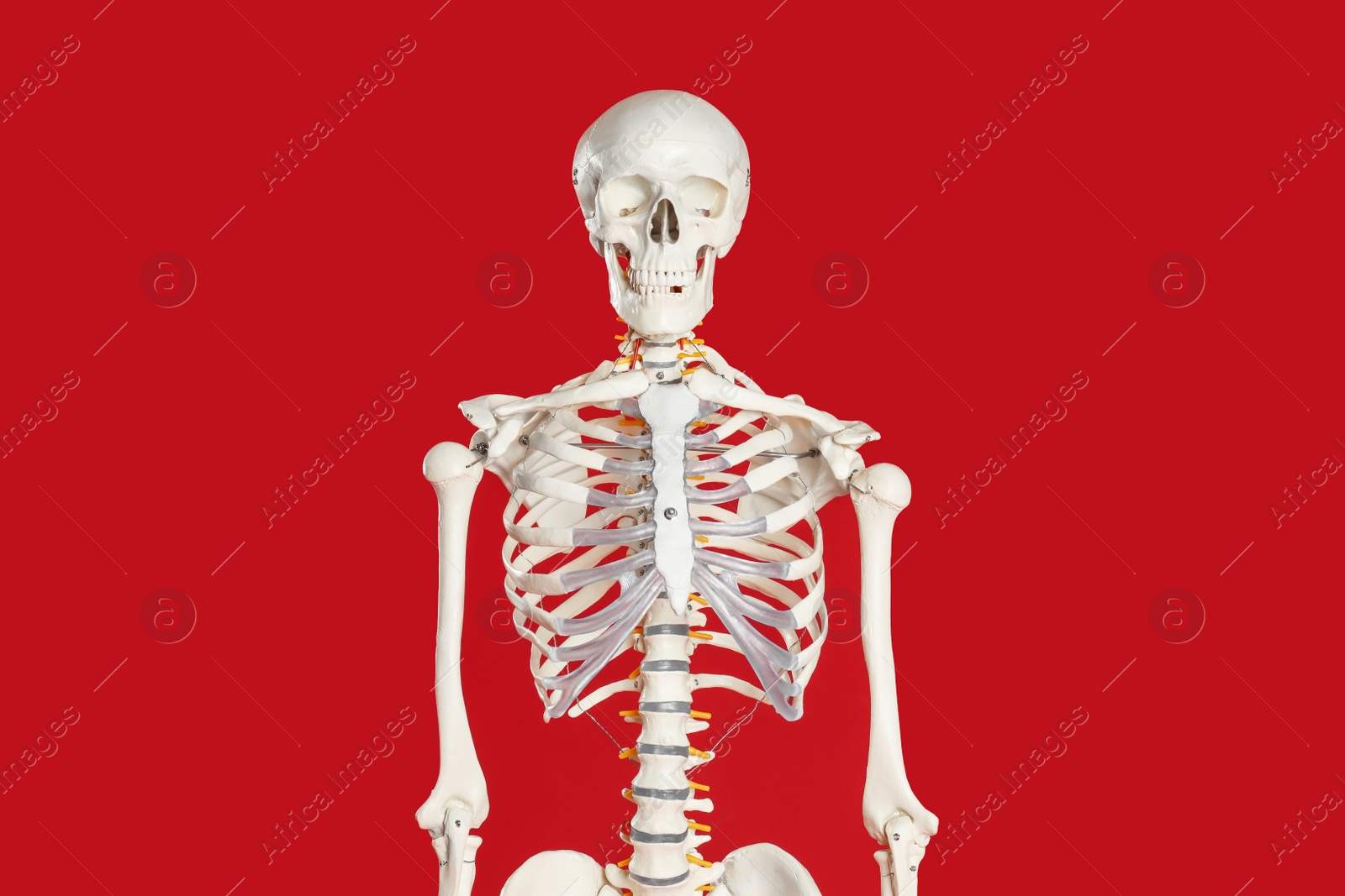 Photo of Artificial human skeleton model on red background