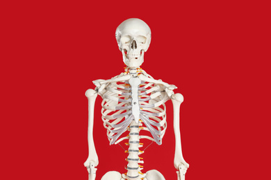 Photo of Artificial human skeleton model on red background