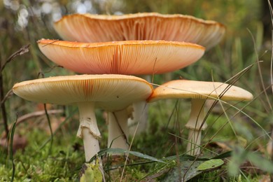 Beautiful mushrooms growing in forest, closeup view