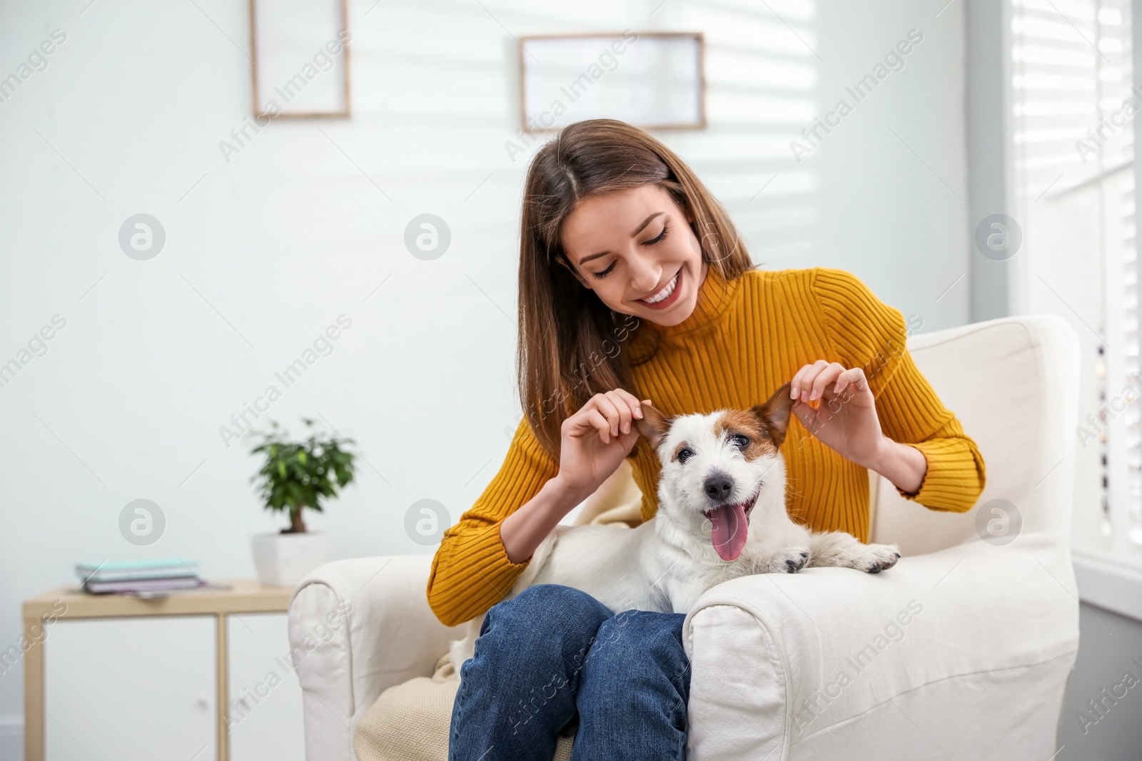 Photo of Young woman with her cute Jack Russell Terrier in armchair at home. Lovely pet