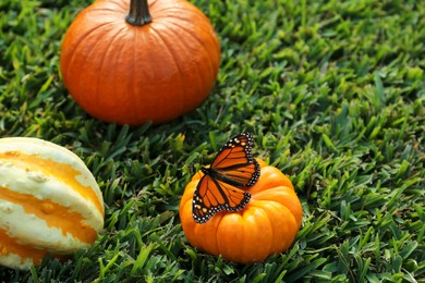 Photo of Beautiful butterfly on orange pumpkin on green grass outdoors