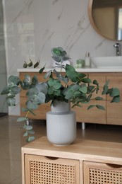 Beautiful eucalyptus branches in vase on wooden cabinet indoors. Interior design