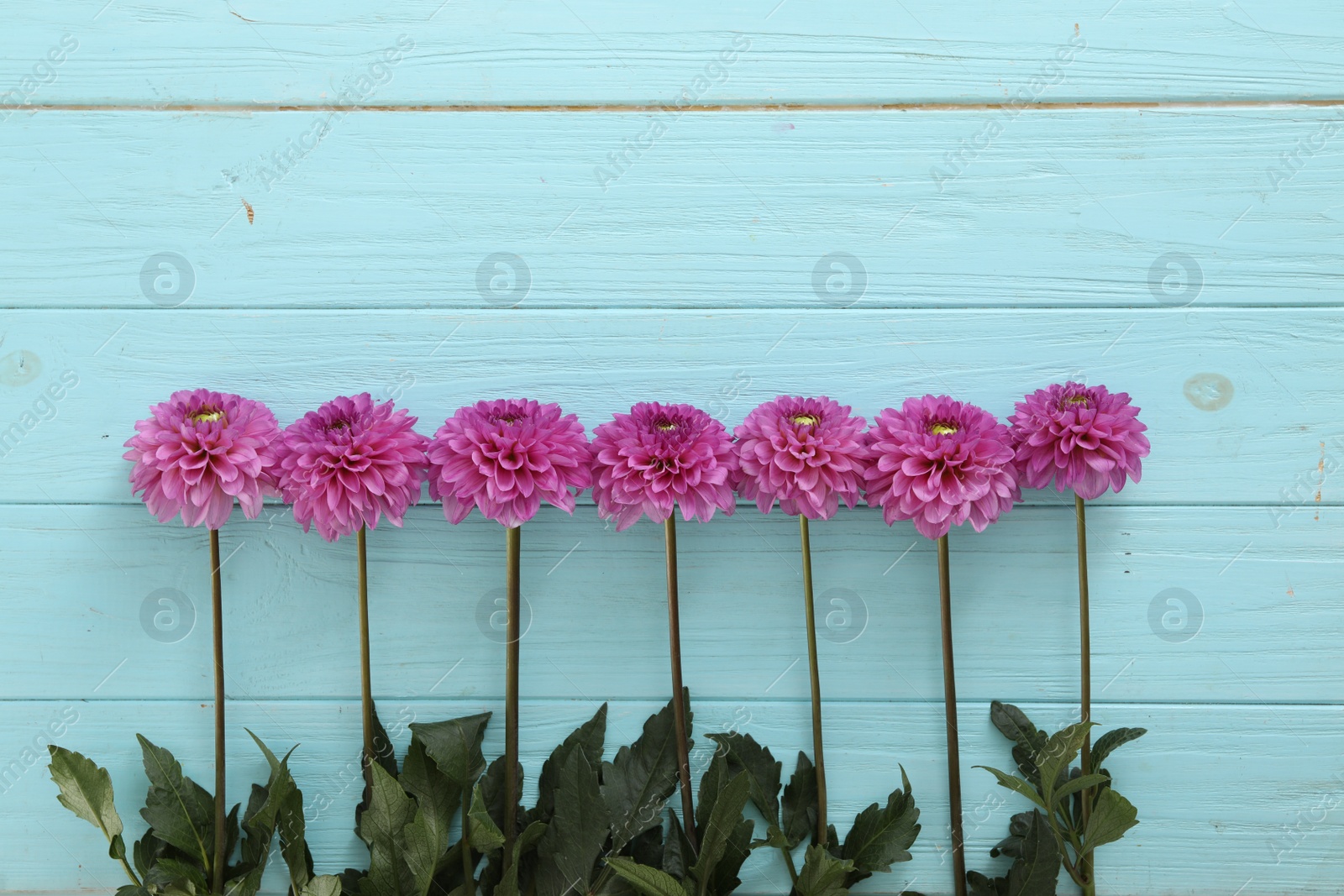 Photo of Beautiful purple dahlia flowers on light blue wooden background, flat lay with space for text. Teacher's Day