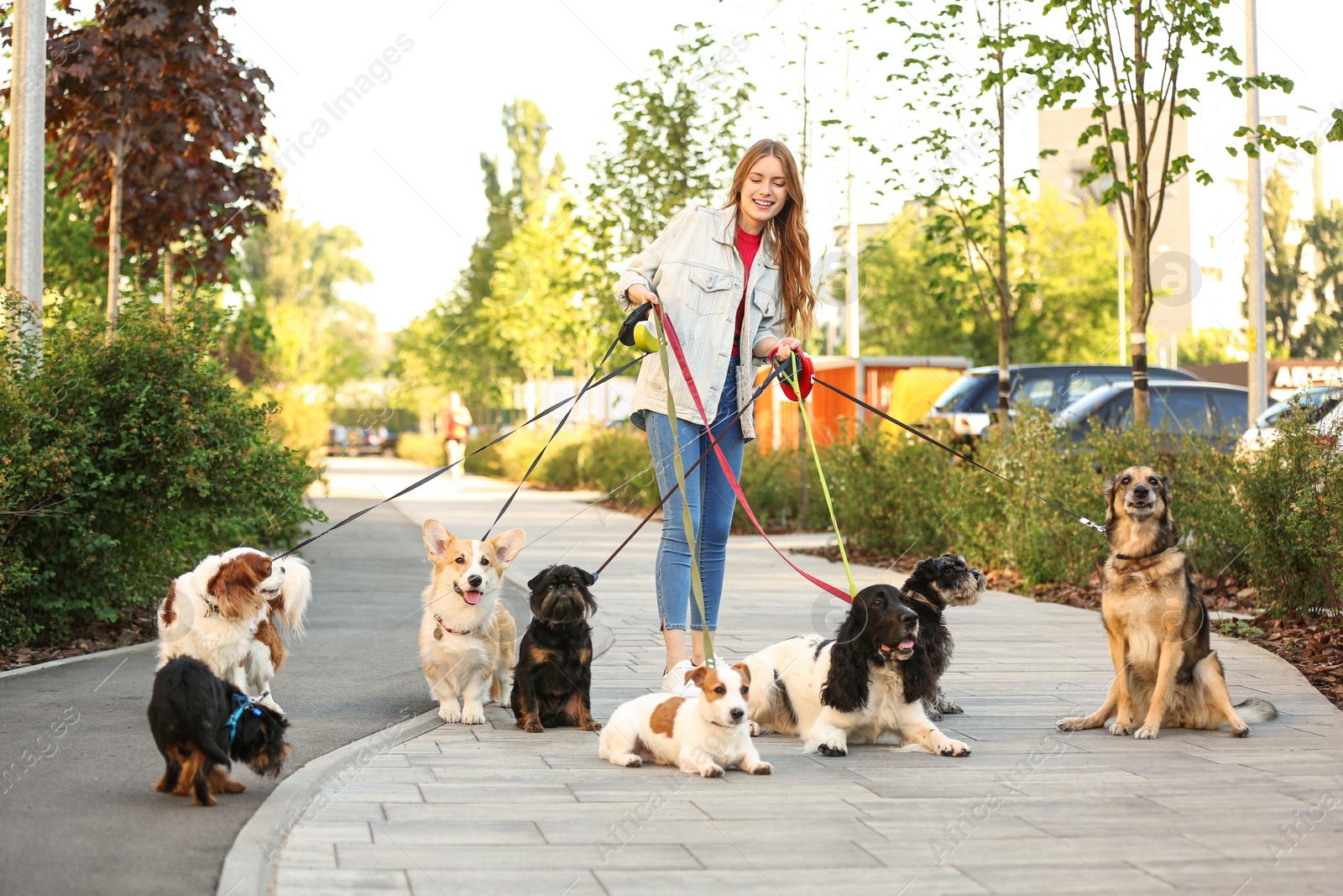 Photo of Young woman walking adorable dogs in park