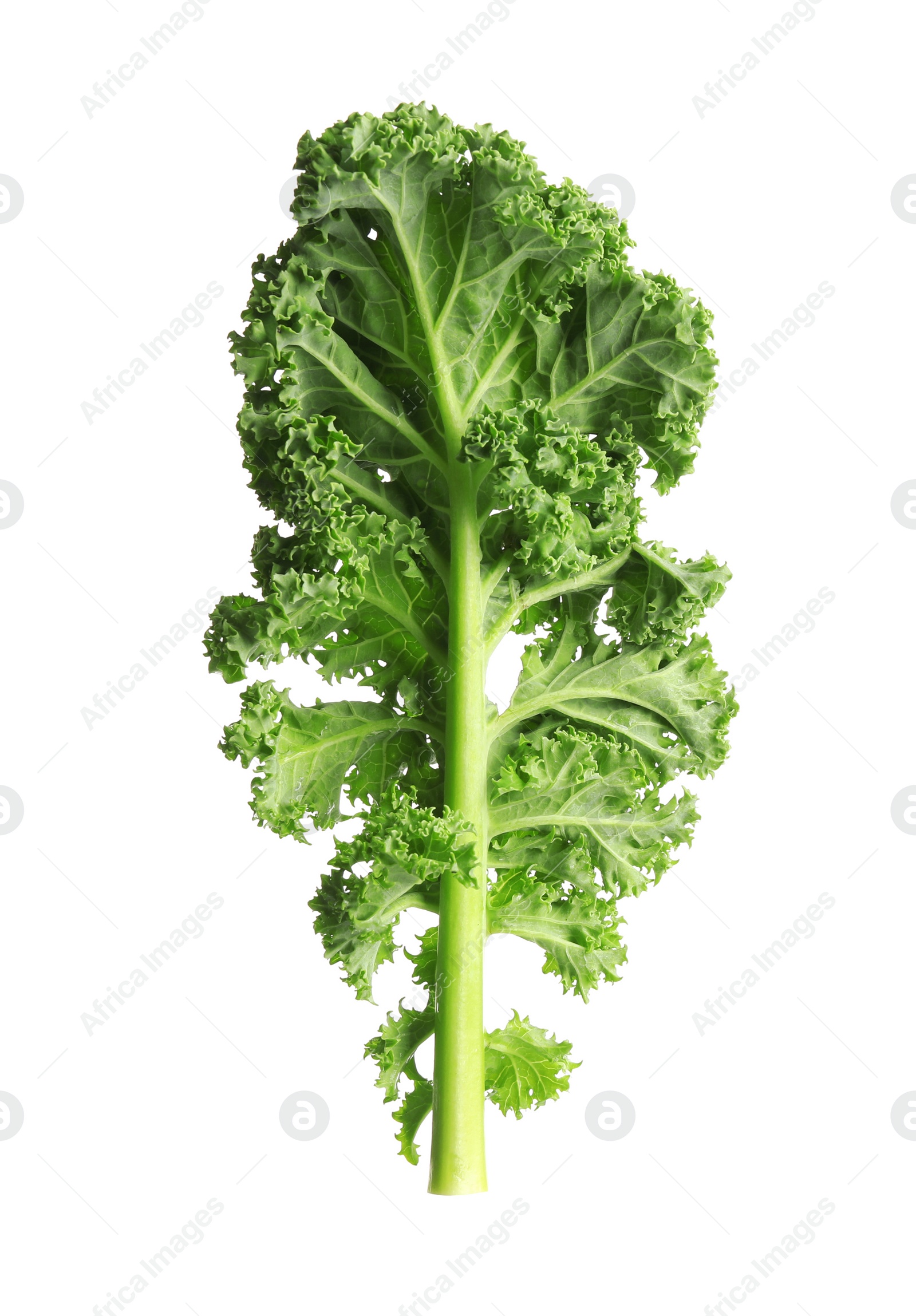 Photo of Fresh green kale leaf isolated on white