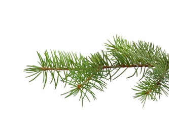 Photo of Christmas tree branch on white background