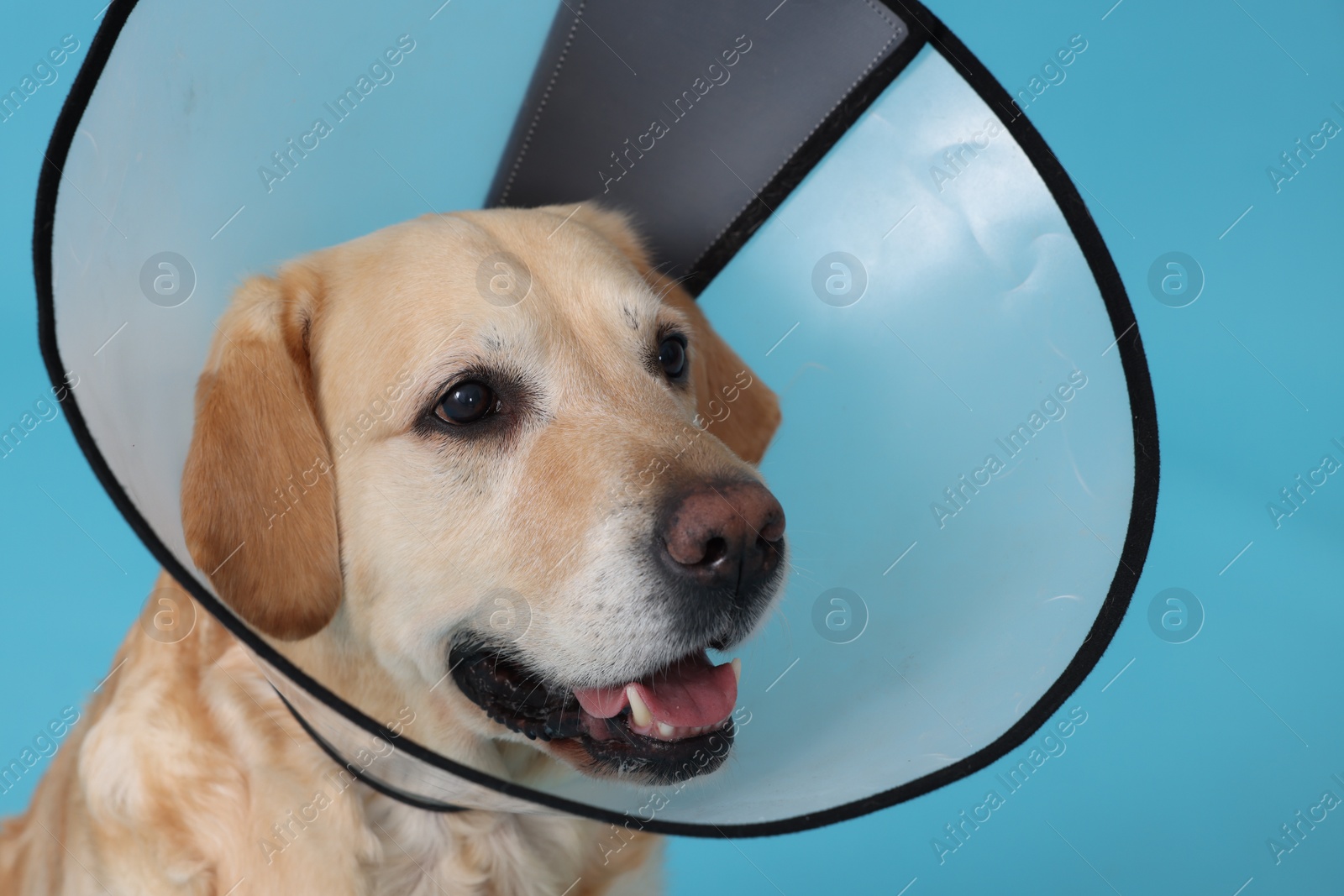 Photo of Cute Labrador Retriever with protective cone collar on light blue background