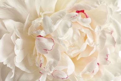 Photo of Fragrant peony as background, closeup view. Beautiful spring flower