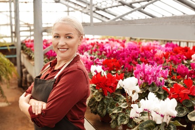 Mature woman in greenhouse among blooming flowers. Home gardening