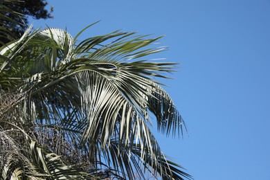 Photo of Beautiful palm tree with green leaves against blue sky, space for text