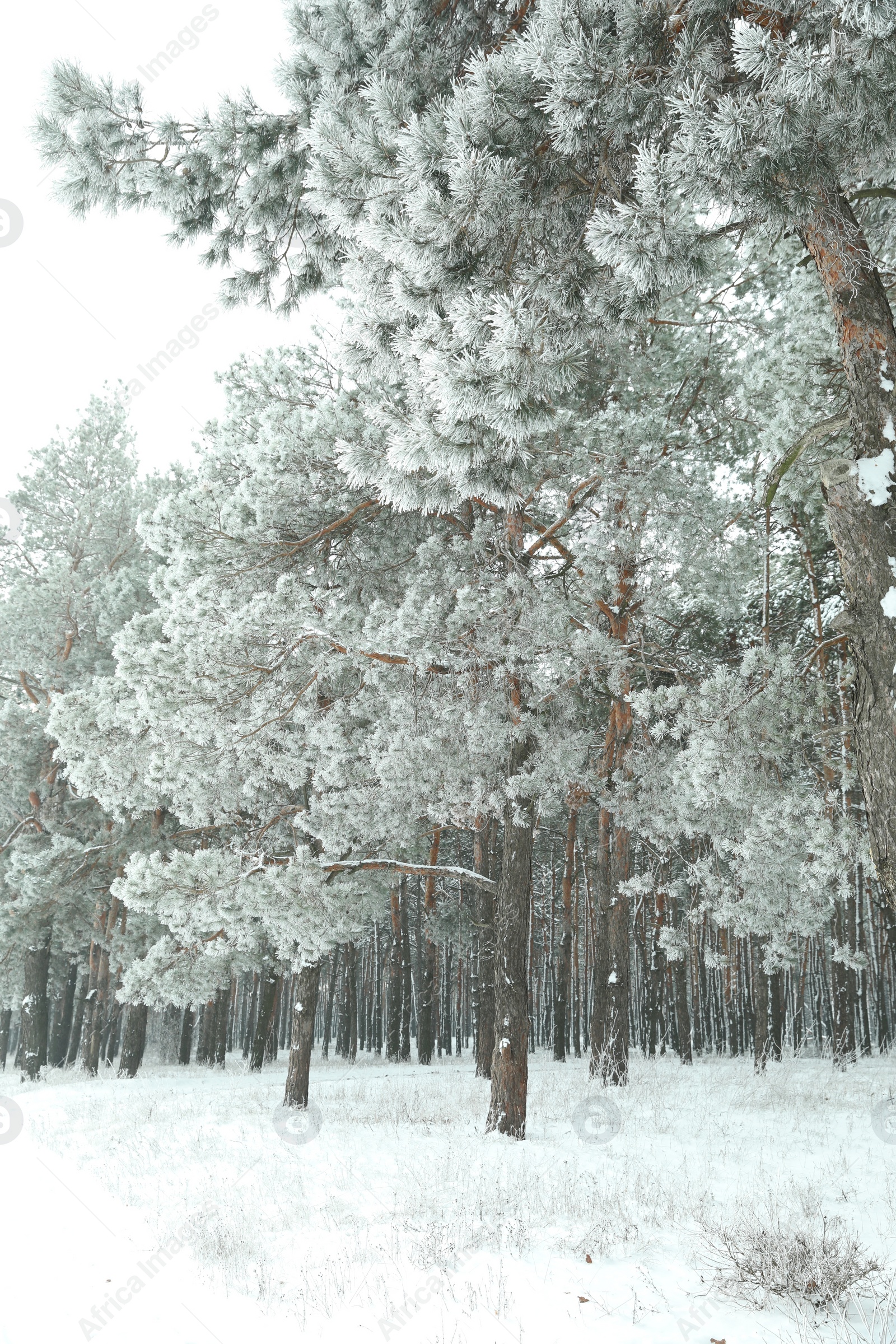 Photo of Beautiful forest covered with snow in winter