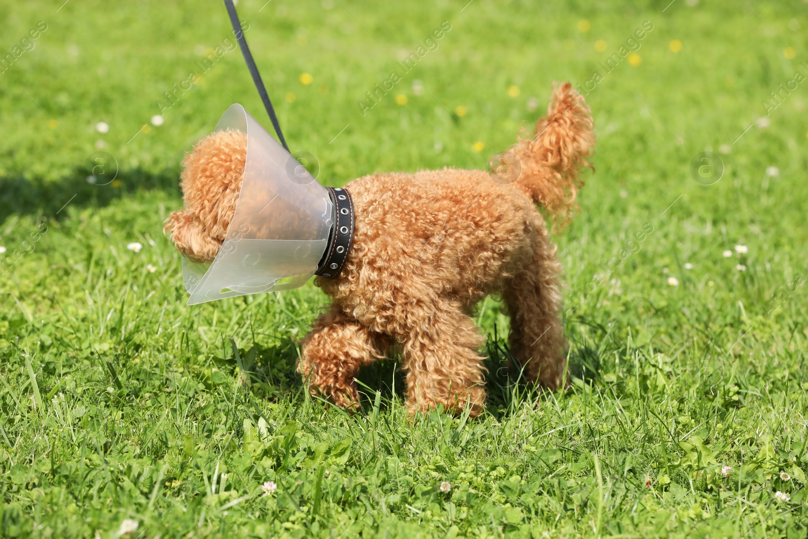 Photo of Cute Maltipoo dog with Elizabethan collar on green grass outdoors