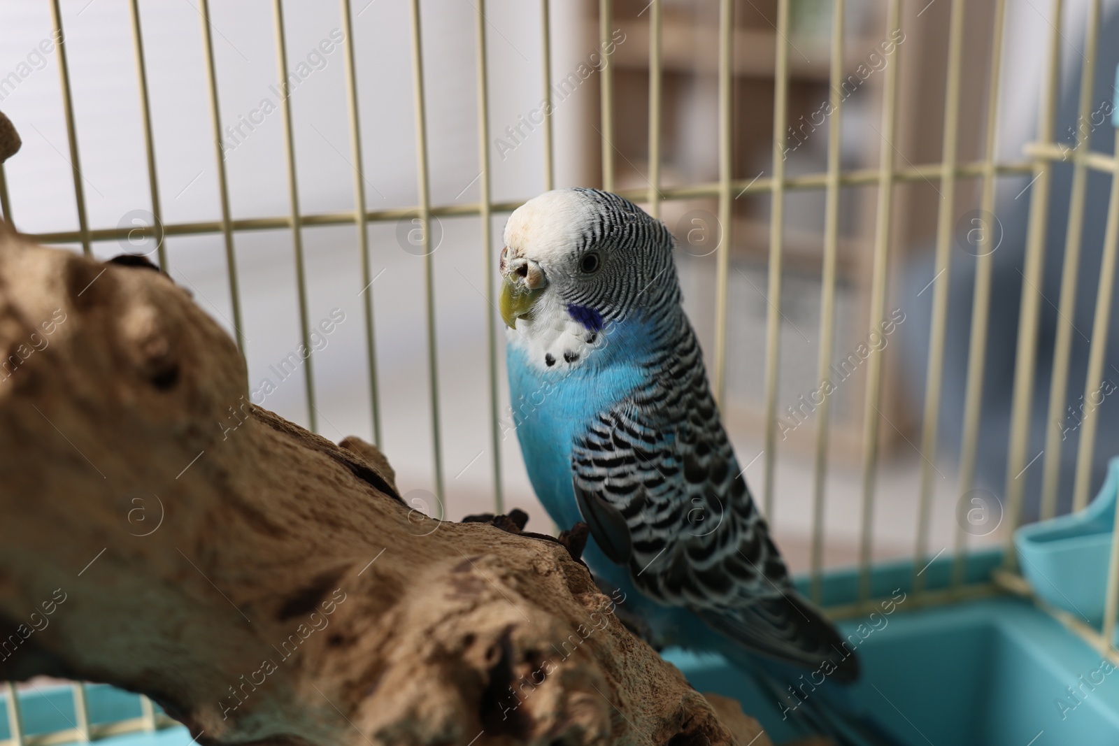 Photo of Beautiful bright parrot on branch. Exotic pet