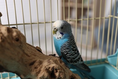 Beautiful bright parrot on branch. Exotic pet