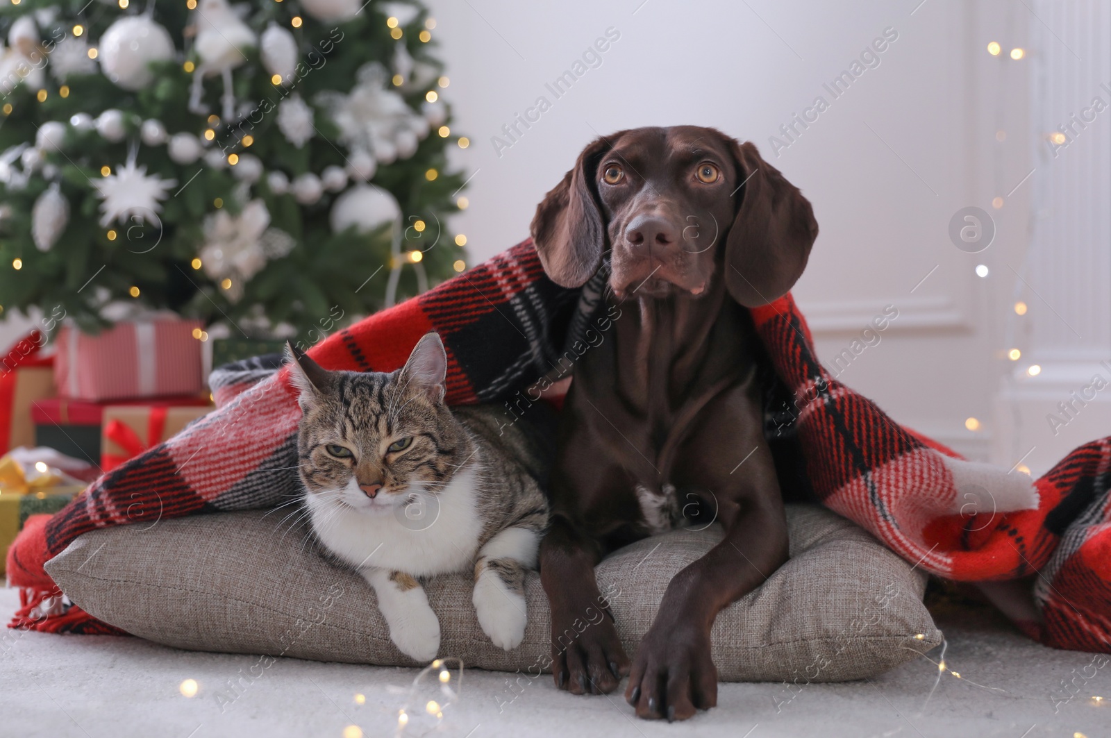 Photo of Cute cat and dog covered with plaid in room decorated for Christmas