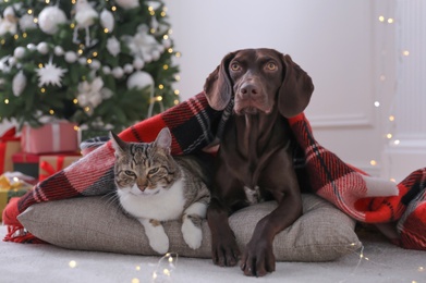 Photo of Cute cat and dog covered with plaid in room decorated for Christmas
