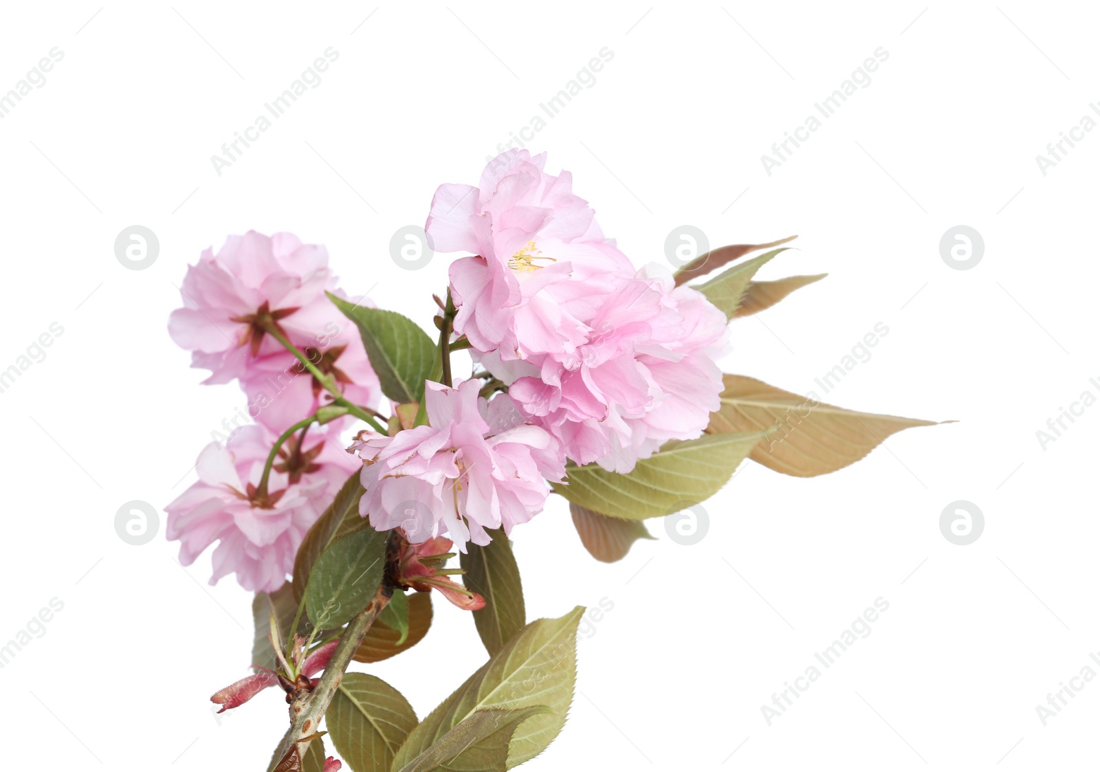 Photo of Sakura tree branch with beautiful blossom on white background. Japanese cherry