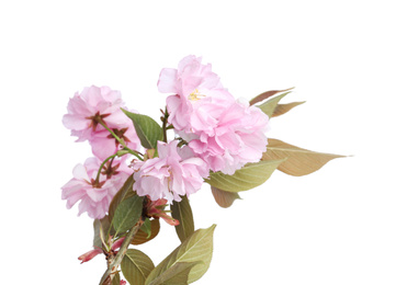 Photo of Sakura tree branch with beautiful blossom on white background. Japanese cherry