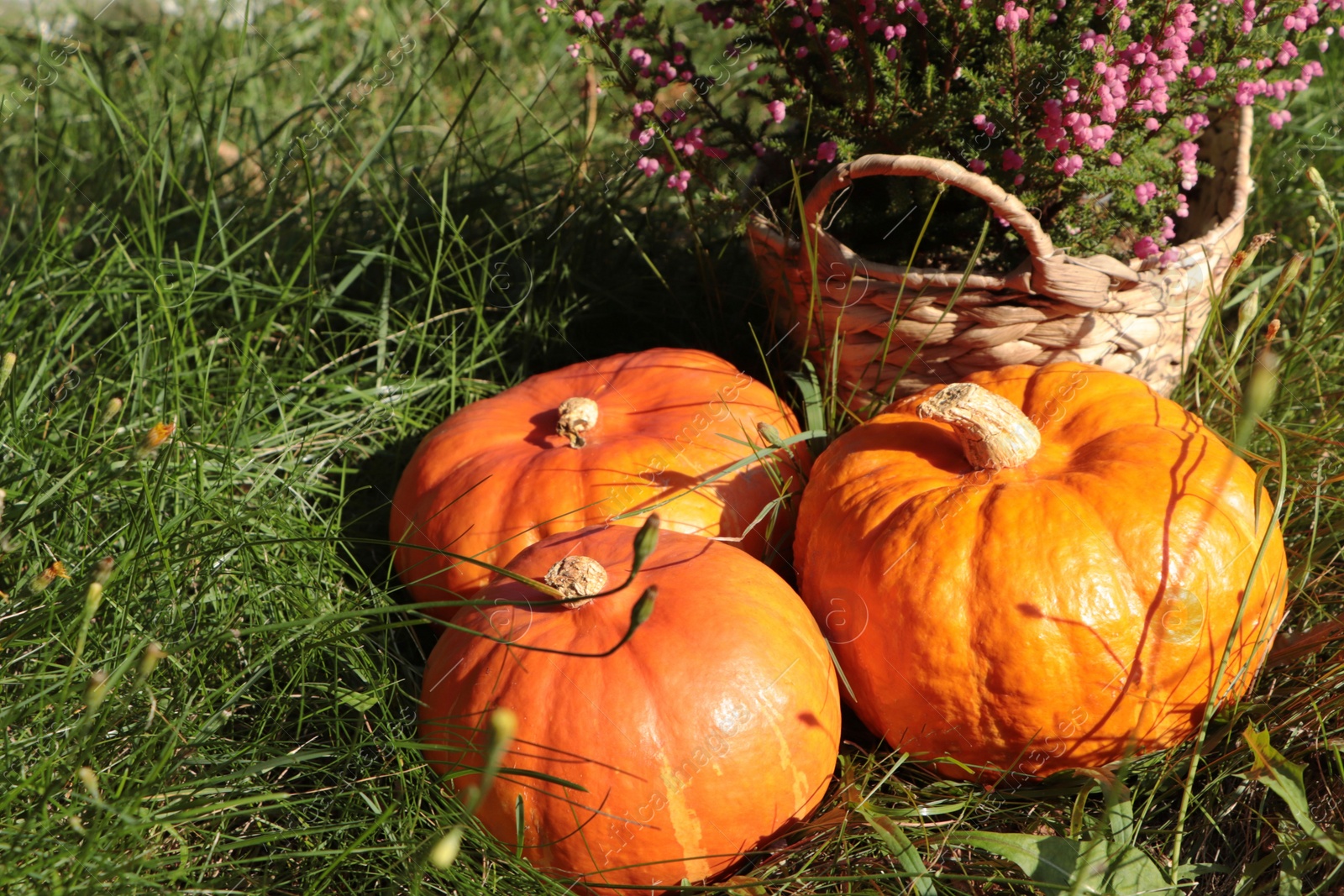 Photo of Wicker basket with beautiful heather flowers and pumpkins outdoors on sunny day