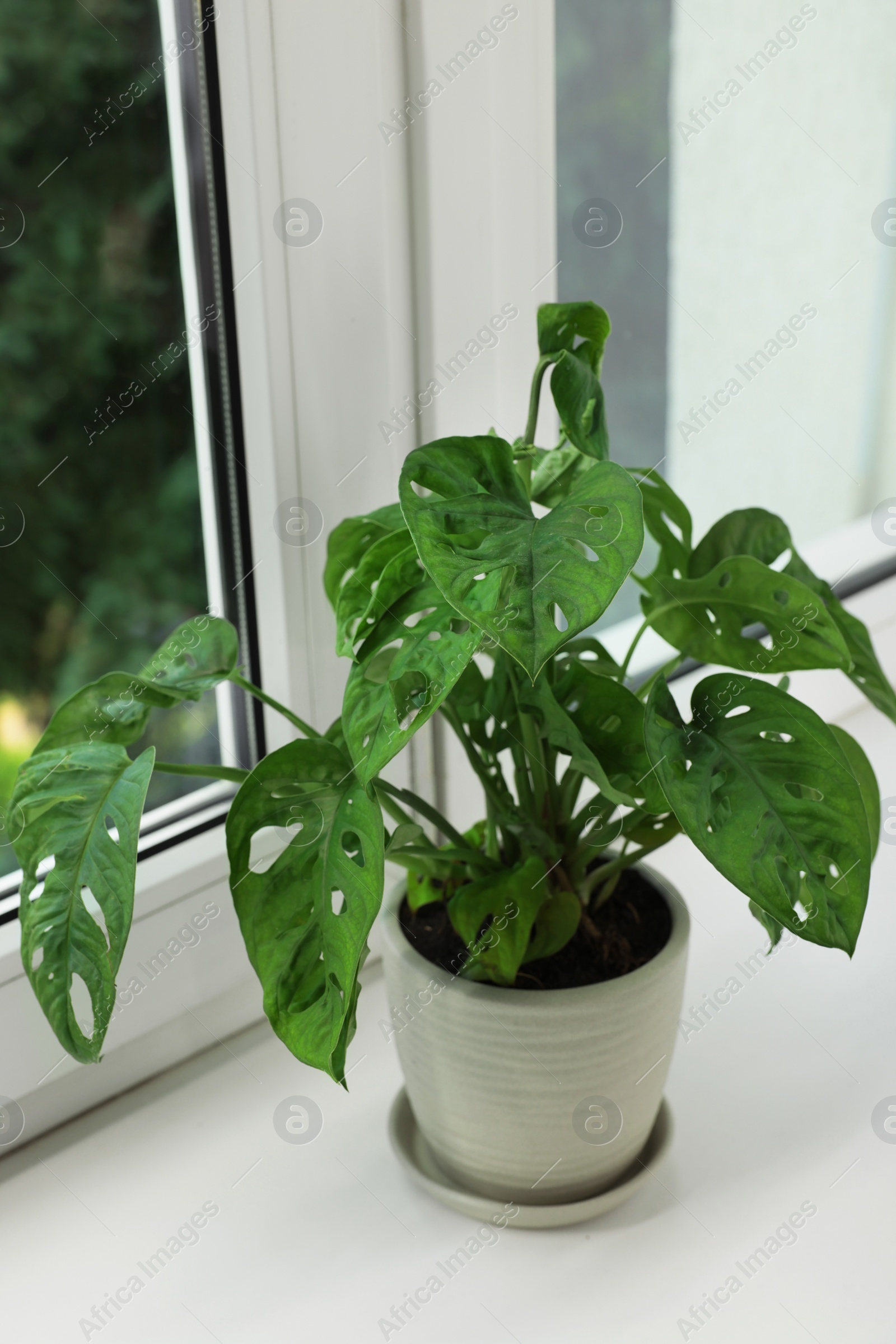 Photo of Monstera in pot on windowsill indoors. House plant