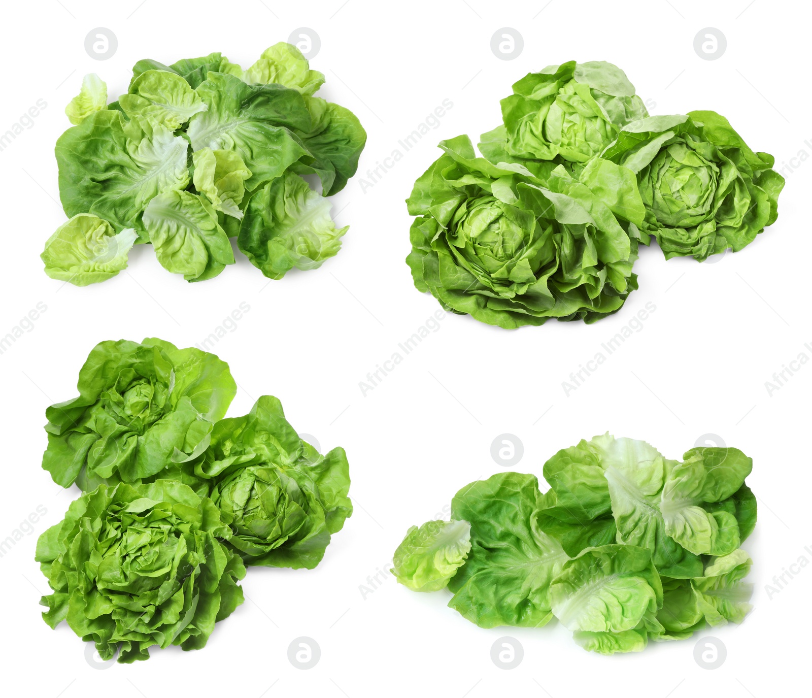 Image of Set of fresh butterhead lettuce on white background, different views