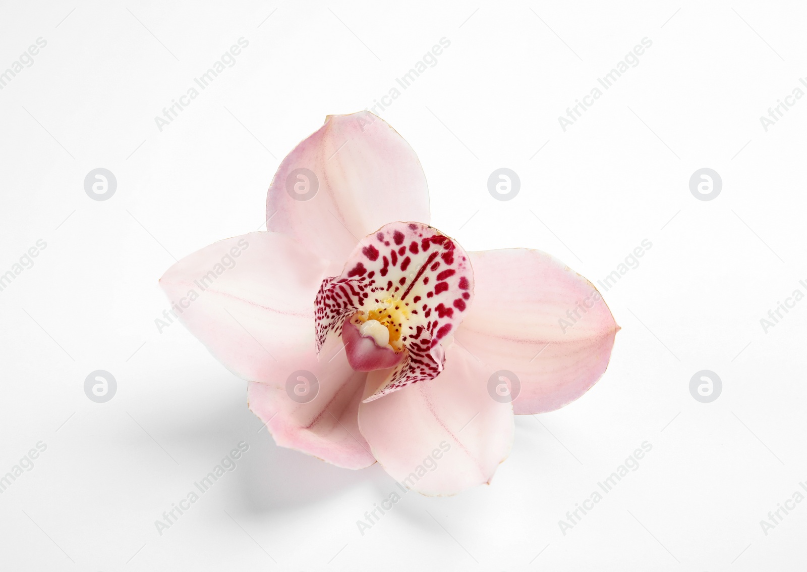 Photo of Beautiful orchid flower on white background. Tropical plant