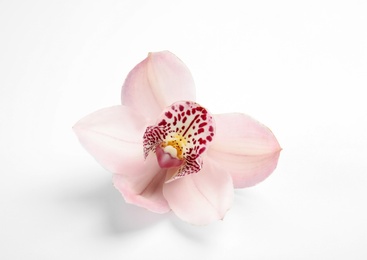 Photo of Beautiful orchid flower on white background. Tropical plant