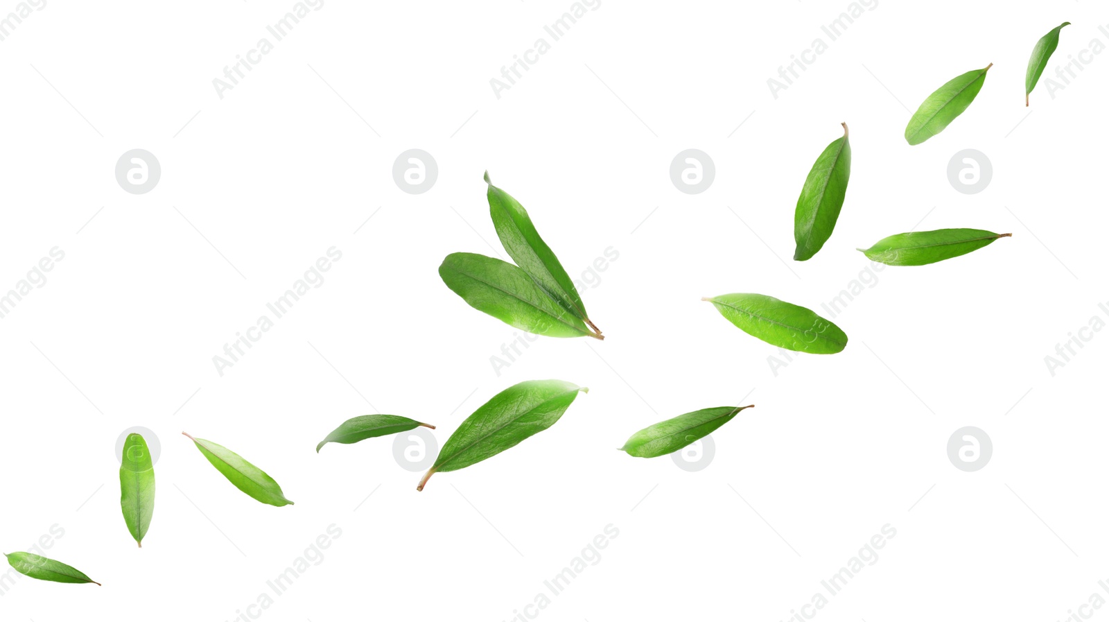 Image of Green leaves of pomegranate plant falling on white background