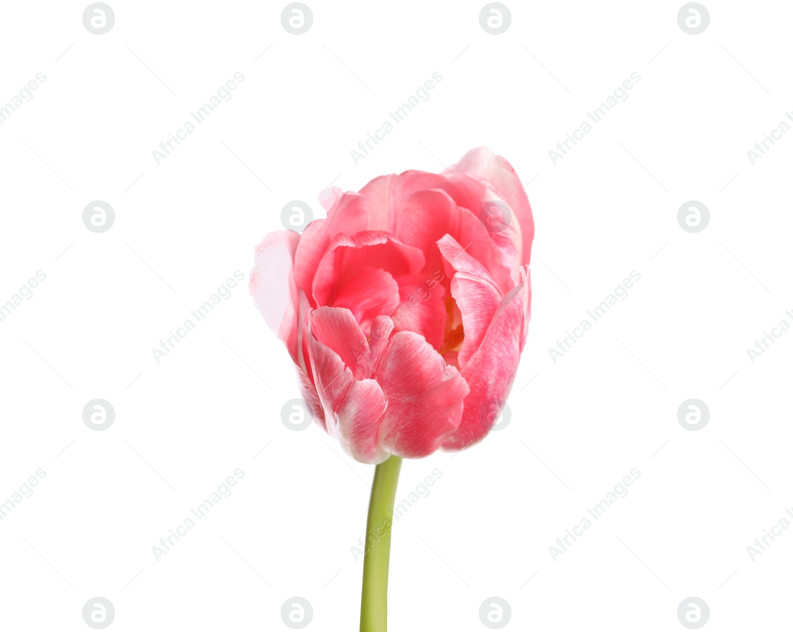 Photo of One beautiful tulip flower isolated on white