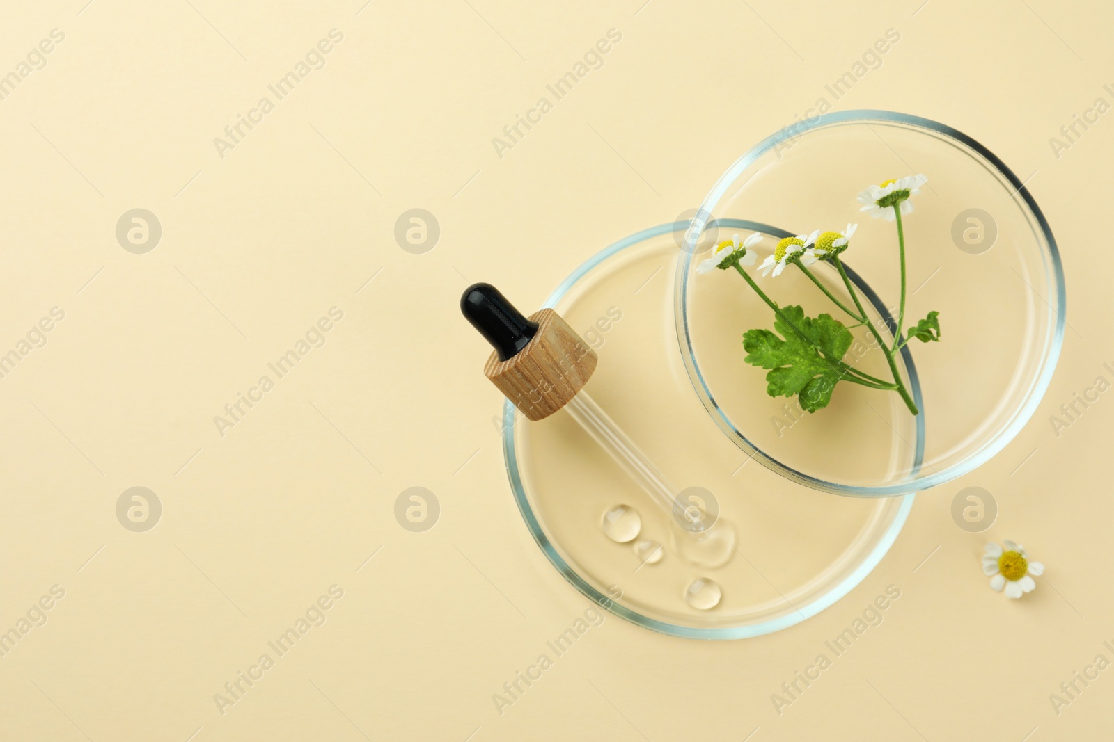 Photo of Petri dishes with chamomile flowers and dropper on beige background, top view. Space for text