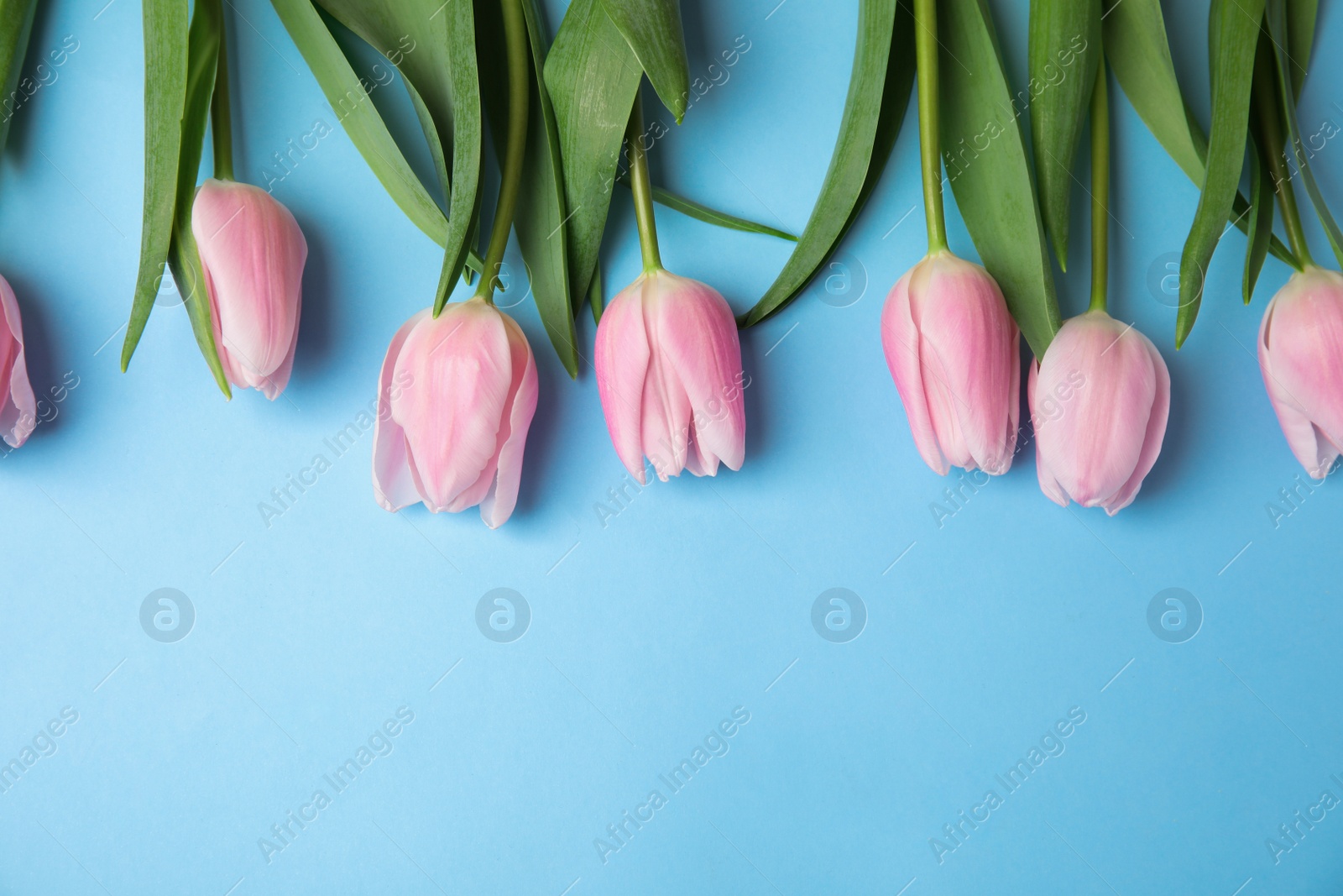 Photo of Beautiful pink spring tulips on light blue background, flat lay. Space for text