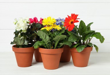 Different beautiful blooming plants in flower pots on white wooden table