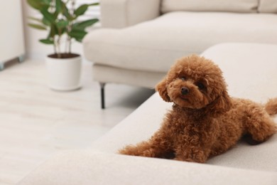 Cute Maltipoo dog resting on comfortable sofa at home, space for text. Lovely pet