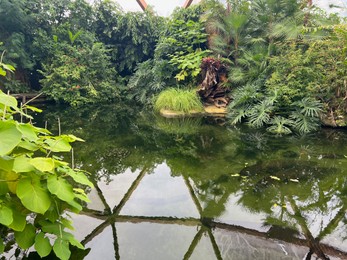 Photo of Different tropical plants near pond in greenhouse
