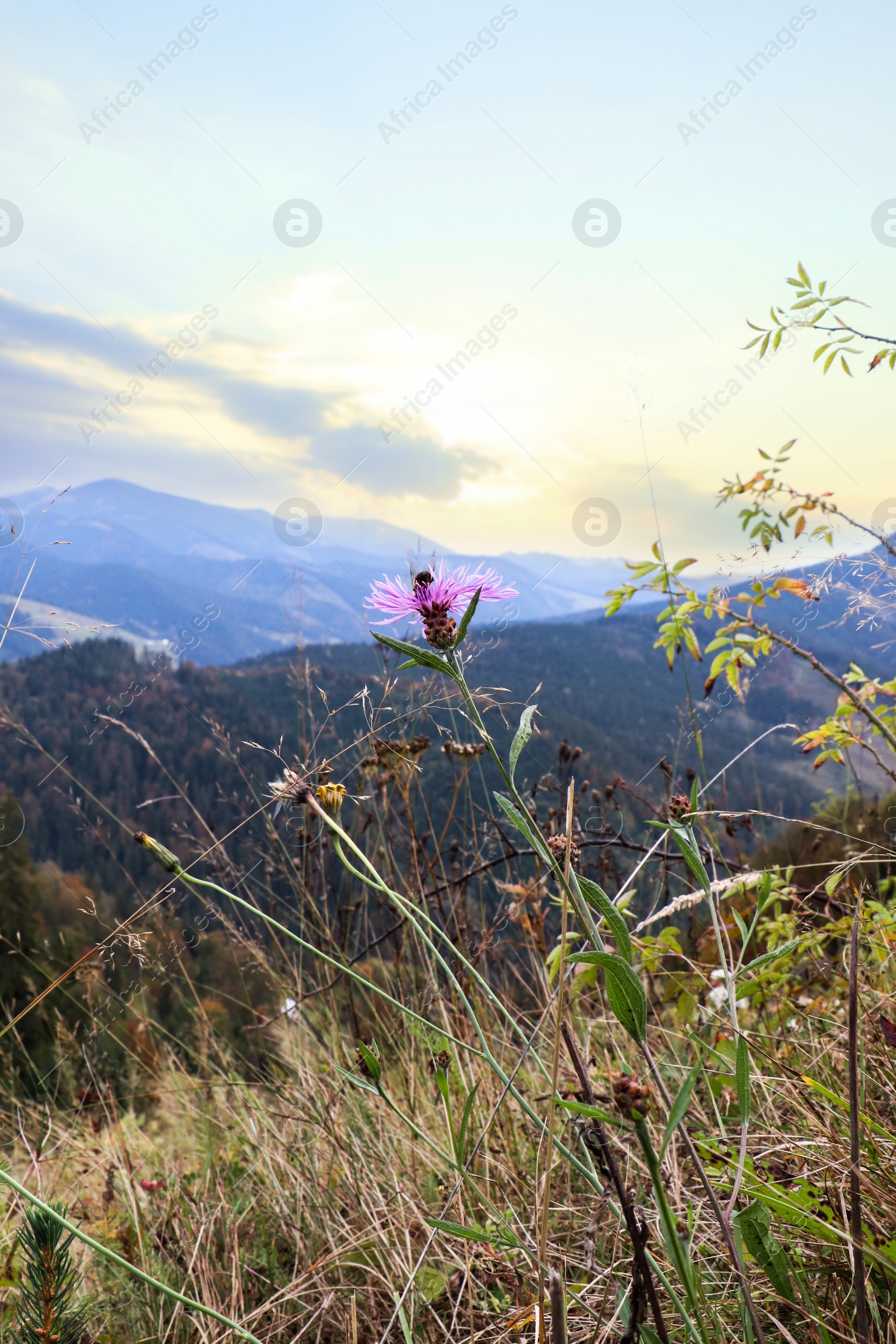 Photo of Beautiful pink cornflower growing on beautiful hill