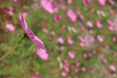 Green meadow with wild cosmos flowers on summer day, closeup