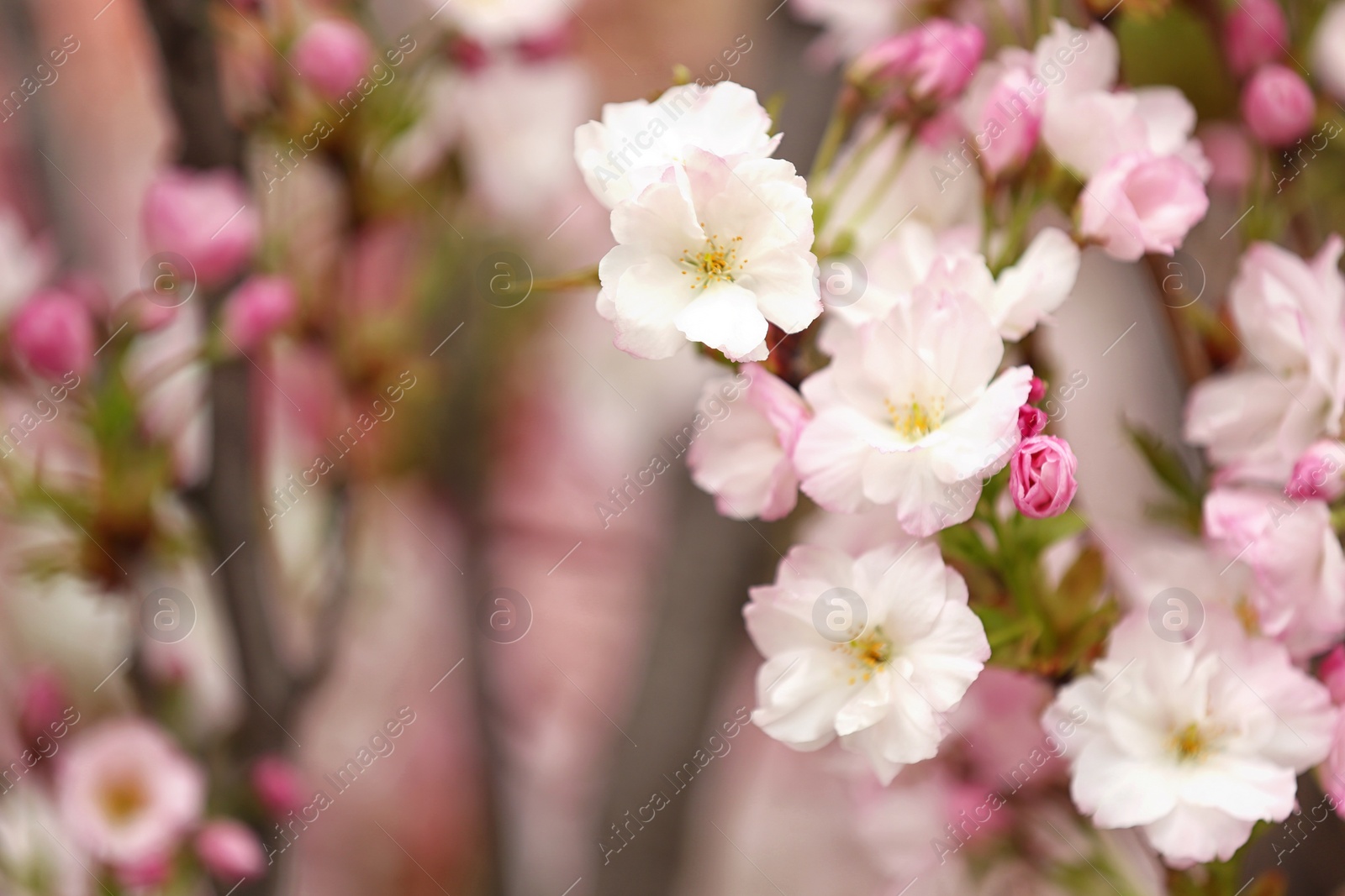 Photo of Closeup view of tree branch with tender flowers outdoors, space for text. Amazing spring blossom