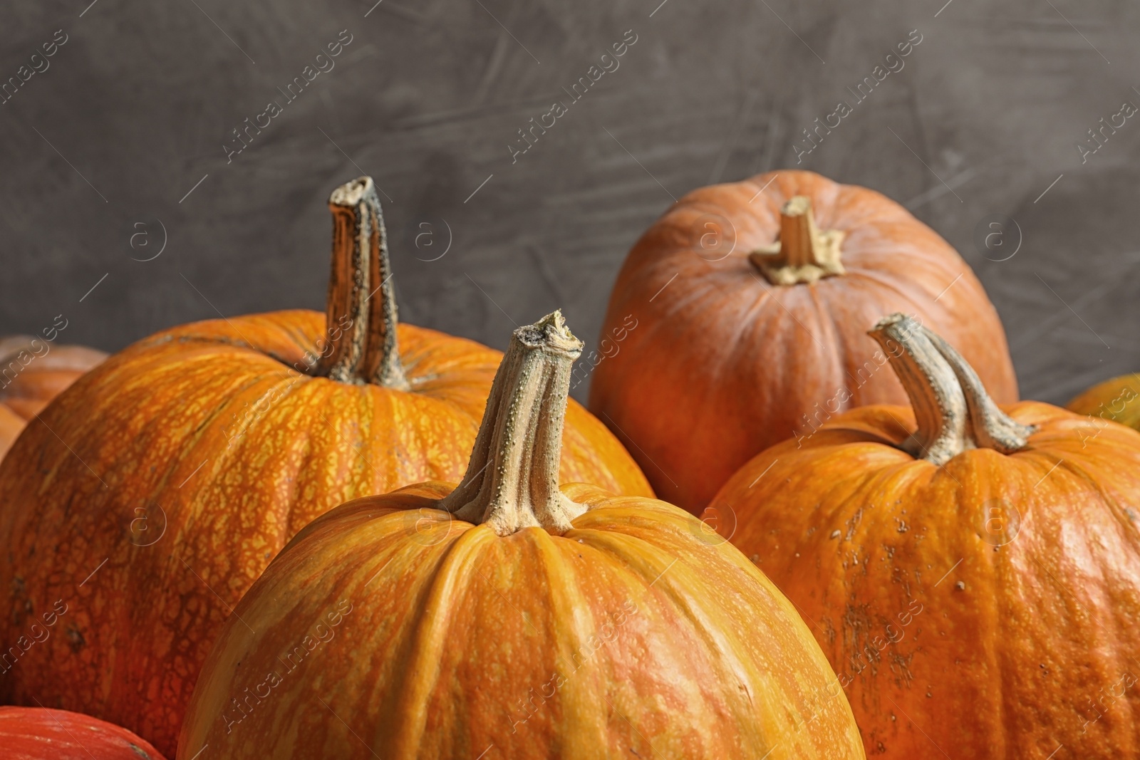 Photo of Orange pumpkins against gray background. Autumn holidays