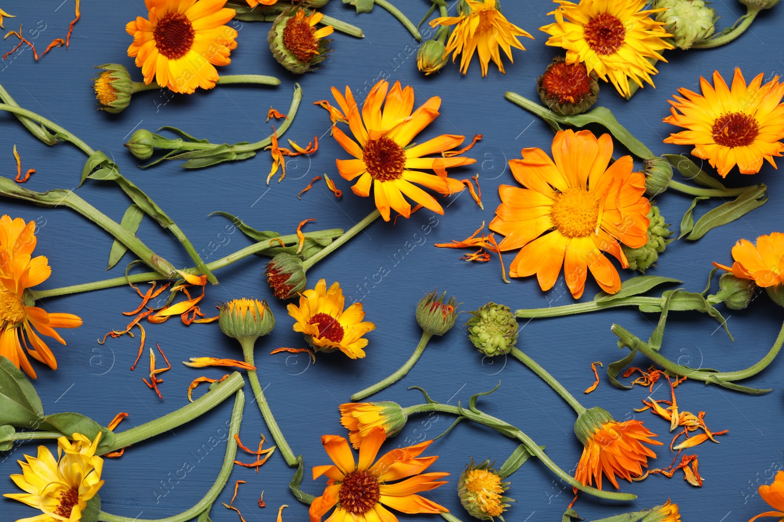 Photo of Beautiful fresh calendula flowers on blue wooden table, flat lay