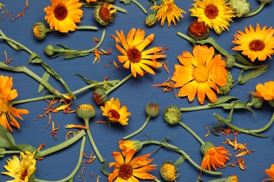 Beautiful fresh calendula flowers on blue wooden table, flat lay