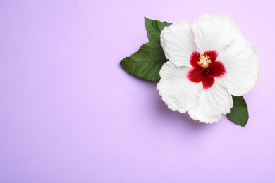 Photo of Beautiful tropical hibiscus flower with leaves on violet background, top view. Space for text