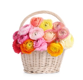 Photo of Beautiful ranunculus flowers in whicker basket isolated on white