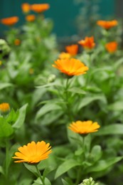 Photo of Beautiful colorful calendula flowers growing in garden