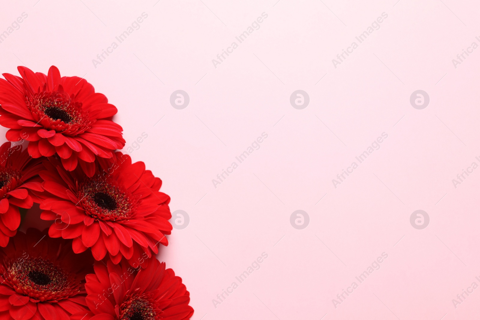 Photo of Bouquet of beautiful red gerbera flowers on pink background, top view. Space for text