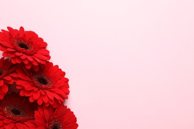 Photo of Bouquet of beautiful red gerbera flowers on pink background, top view. Space for text