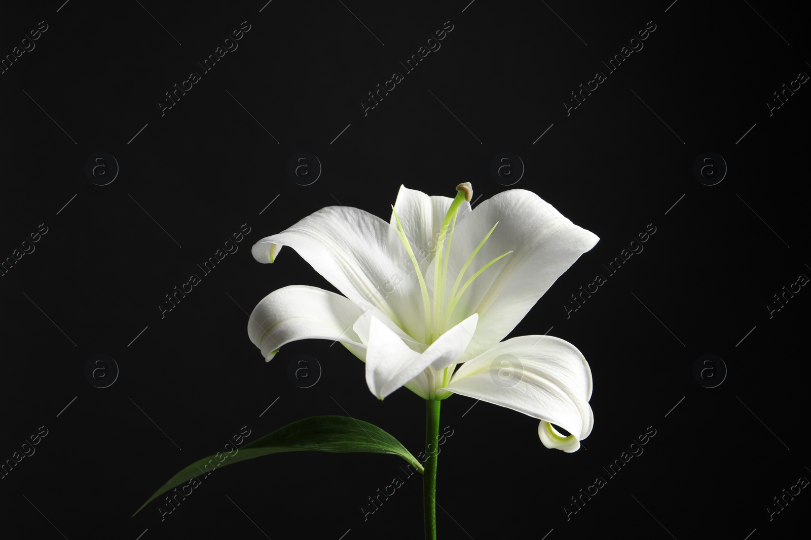 Photo of Beautiful white lily flower on black background