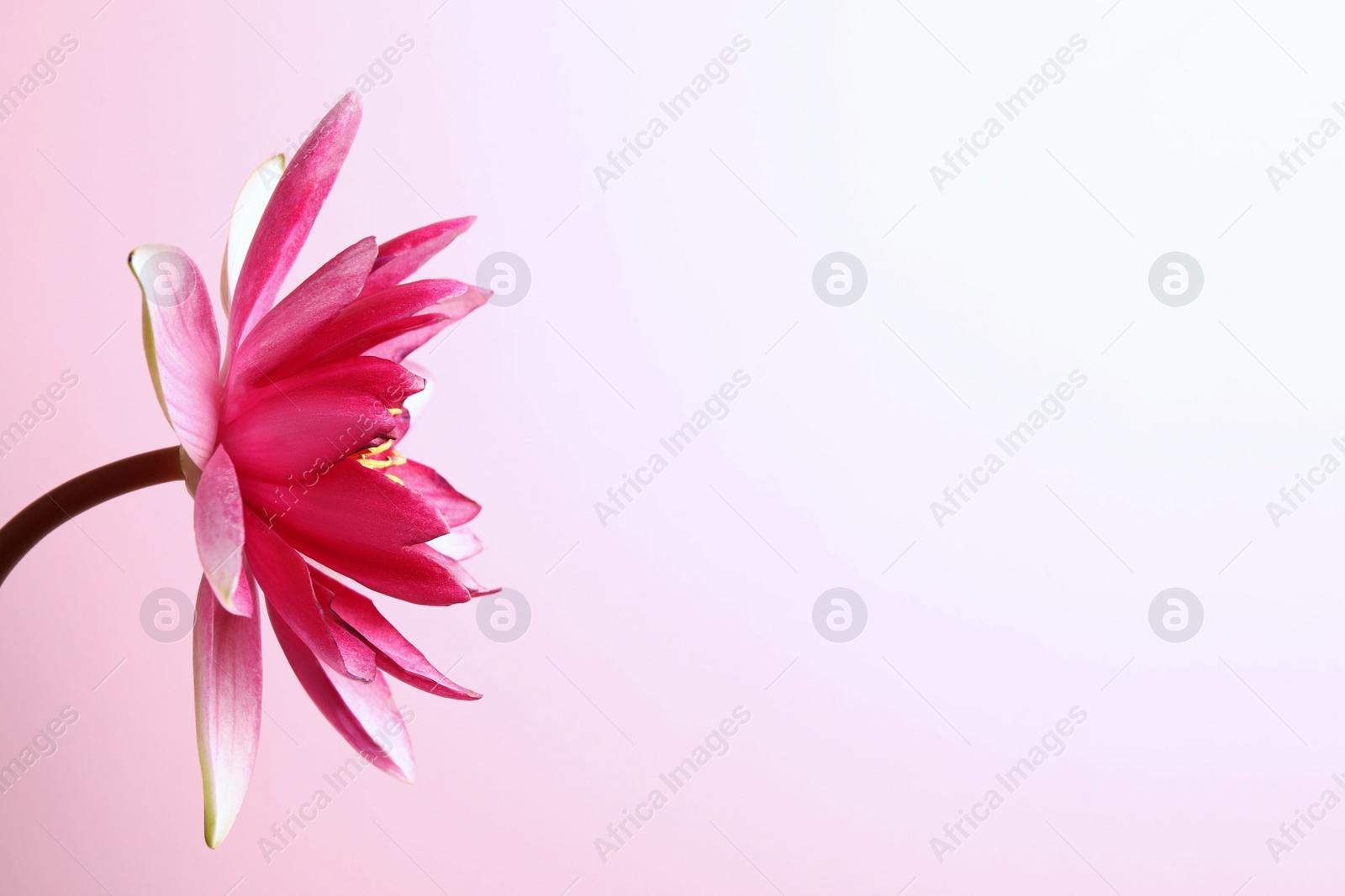 Photo of Beautiful blooming lotus flower on light pink background. Space for text