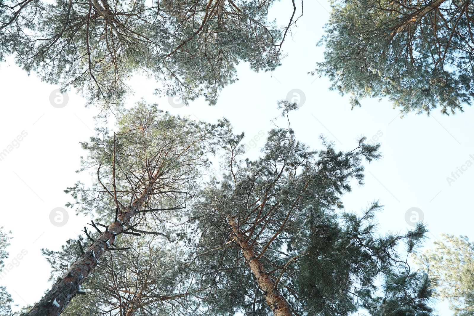 Photo of Beautiful view on sky through coniferous tree branches