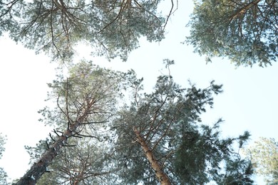 Photo of Beautiful view on sky through coniferous tree branches