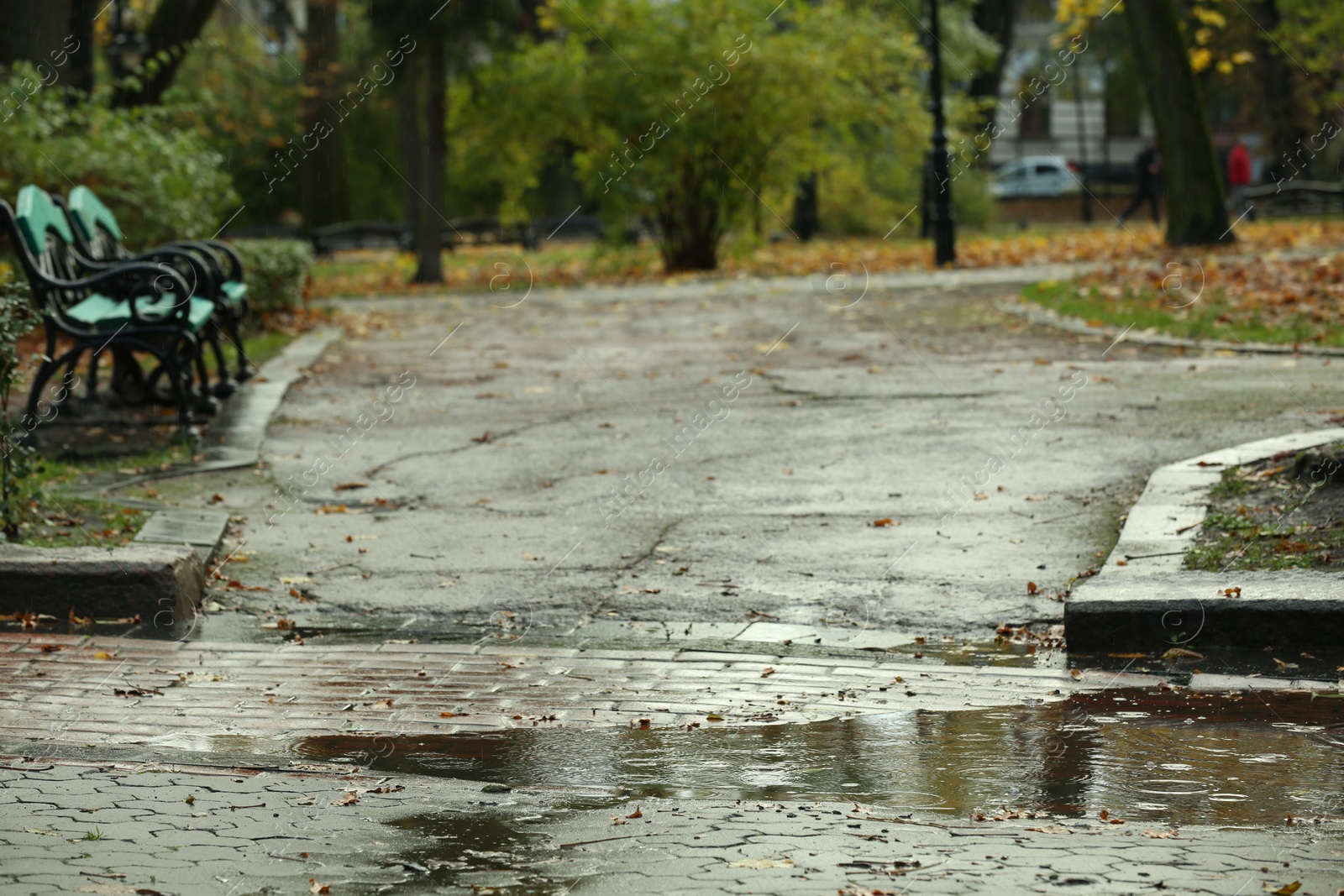 Photo of Autumn park with fallen leaves and puddle on rainy day